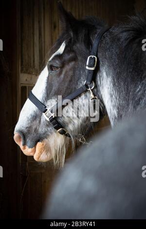 Clydesdale Pferd steht geduldig Stockfoto