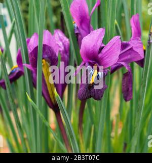 Kleine lila und gelbe Irisblumen, Variety Iris reticulata Purple Hill Stockfoto