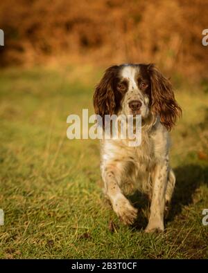 Englischer springer-spanielhund, der in Richtung Kamera läuft, im Morgengrauen in goldenem Licht gebadet. Stockfoto