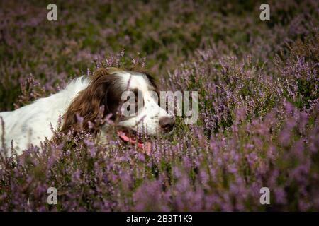 Englischer Springer Spaniel Gun Dog arbeitet an einem Grouse Moor. Stockfoto