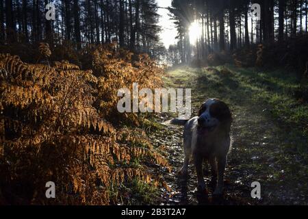 Springer Spaniel Pistolenhund, von der Morgensonne hinterleuchtet, während er im Wald arbeitet. Stockfoto