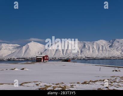 Ein rotes Haus an der Küste Islands vor schneebedeckten Bergen Stockfoto