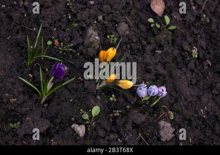 Holländisches gelbes Krokuscloseup. Primrosen blühen Krokus. Crocus vor