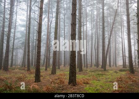 Nebliger Blick durch Kiefern im Wald, Newtown Common, Burghclere, Hampshire, England, Großbritannien Stockfoto