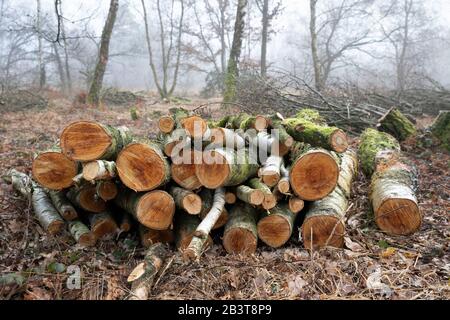 Haufen gehackter Holzstämme aus einer Silberbirke im Winter Stockfoto