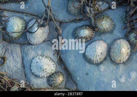 Limpets on a Rock, Welcombe Bay, Devon, England, Großbritannien Stockfoto