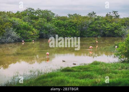 Galapagos Greater Flamingo füttert Spaziergänge in der Flussmünde der Lagune und Feuchtgebiete auf Isabela Island. Viele Flamingos, Natur und Tierwelt auf den Galapagos-Inseln, Ecuador, Südamerika. Stockfoto