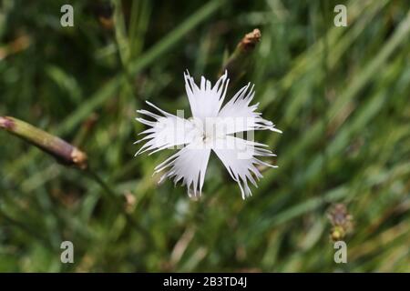 Dianthus petraeus - Wilde Pflanze im Sommer erschossen. Stockfoto