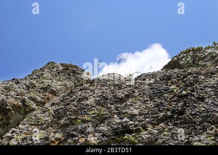 Dianthus petraeus - Wilde Pflanze im Sommer erschossen. Stockfoto