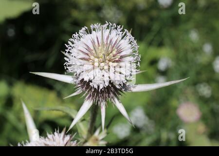 Dipsacus laciniatus - Wilde Pflanze im Sommer erschossen. Stockfoto
