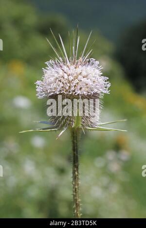 Dipsacus laciniatus - Wilde Pflanze im Sommer erschossen. Stockfoto