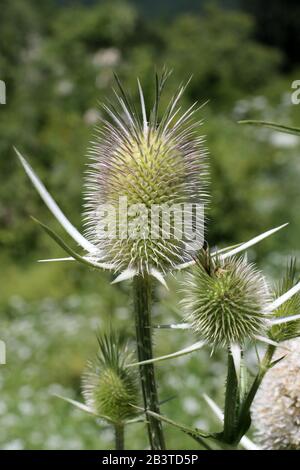 Dipsacus laciniatus - Wilde Pflanze im Sommer erschossen. Stockfoto
