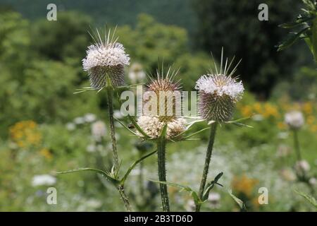 Dipsacus laciniatus - Wilde Pflanze im Sommer erschossen. Stockfoto