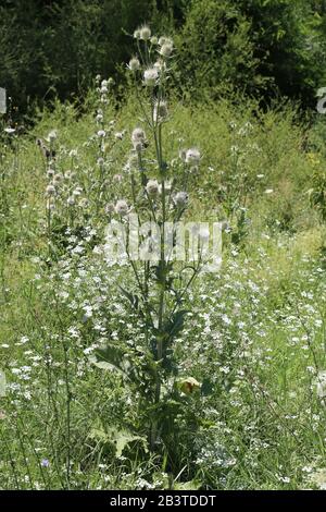 Dipsacus laciniatus - Wilde Pflanze im Sommer erschossen. Stockfoto