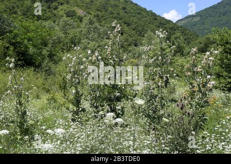 Dipsacus laciniatus - Wilde Pflanze im Sommer erschossen. Stockfoto