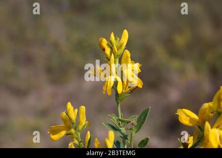 Genista Tinctoria - Wild Plant im Sommer erschossen. Stockfoto