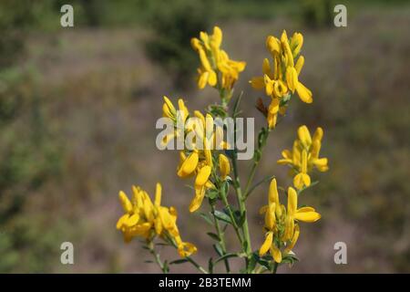 Genista Tinctoria - Wild Plant im Sommer erschossen. Stockfoto