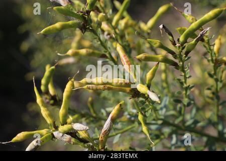 Genista Tinctoria - Wild Plant im Sommer erschossen. Stockfoto