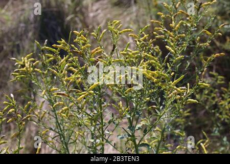 Genista Tinctoria - Wild Plant im Sommer erschossen. Stockfoto