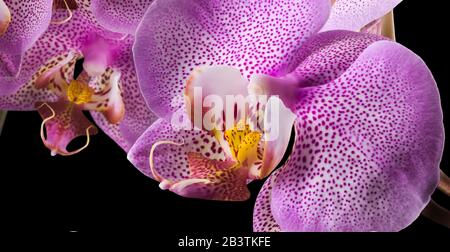 Extreme Nahaufnahme der rosafarbenen Phalaenopsis oder Moth-Orchidee aus isoliert auf Schwarz Stockfoto