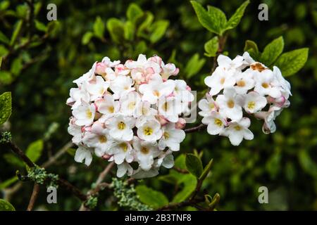 Viburnum Burkwoodii 'Anne Russell' wächst in einem Landgarten. Stockfoto