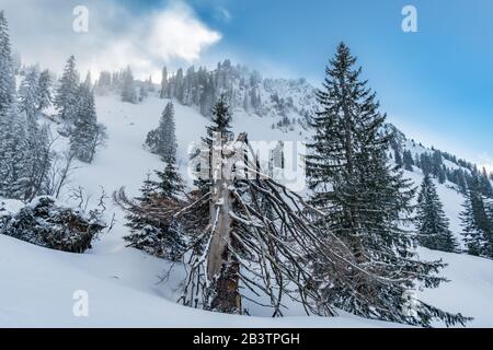 Fantastische Schneeschuhtour auf dem Hochgrat bei der Nagelfluhkette im Allgau, Bayern Stockfoto