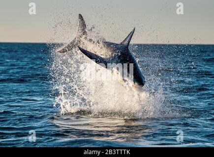 Springender Großer Weißer Hai. Verletzung im Angriff. Wissenschaftlicher Name: Carcharodon Carcharias. Südafrika. Stockfoto