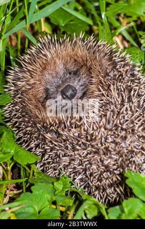 Süßer europäischer Igel (Erinaceus europaeus) rollte in Wiese auf und zeigte Gesicht Stockfoto