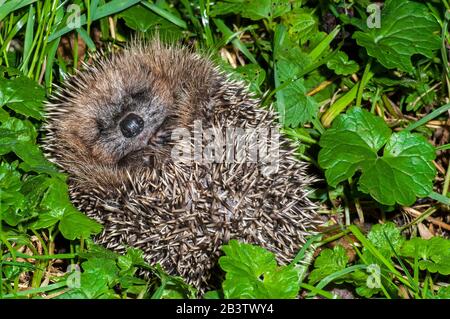 Süßer europäischer Igel (Erinaceus europaeus) rollte in Wiese auf und zeigte Gesicht Stockfoto