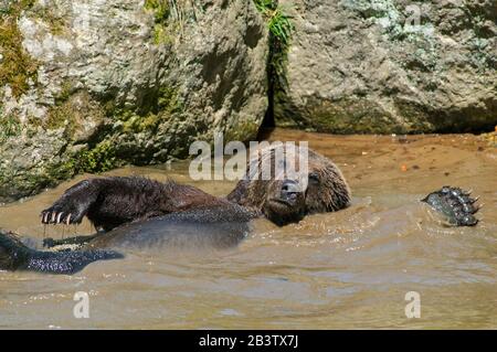 Europäischer Braunbär (Ursus arctos arctos) schwimmend auf dem Rücken im Teich Stockfoto