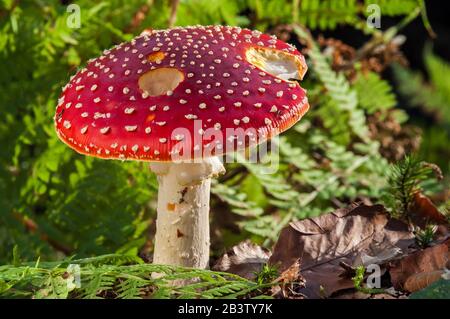Fliegen Sie agarisch/fliegen sie amanita (Amanita muscaria) im Herbst/Herbst in Wald Stockfoto
