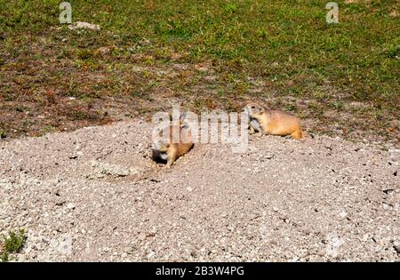SD00292-00...SOUTH DAKOTA - Prairie Dogs, die auf einem Hügel in einem Grasland namens Roberts Prairie Dog Town sitzen, das an der sage Creek Road in Badlands Na liegt Stockfoto