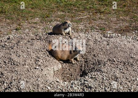 SD00292-00...SOUTH DAKOTA - Prairie Dogs, die auf einem Hügel in einem Grasland namens Roberts Prairie Dog Town sitzen, das an der sage Creek Road in Badlands Na liegt Stockfoto