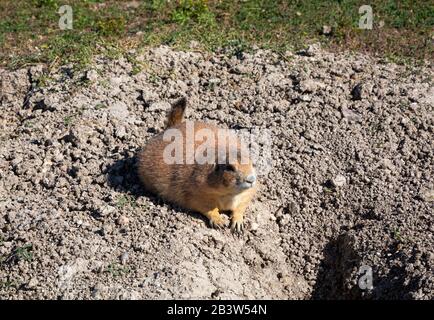 SD00294-00...SOUTH DAKOTA - Prairie-Hund auf einem Hügel in einem Grasland namens Roberts Prairie Dog Town an der sage Creek Road in Badlands Nat sitzend Stockfoto