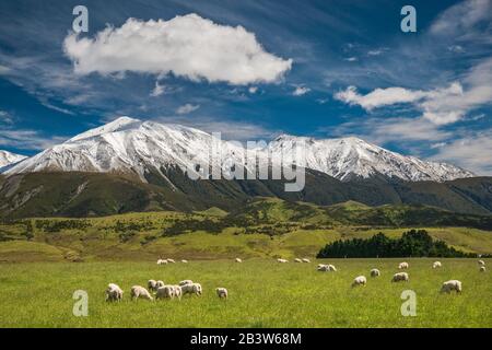 Torlesse Range, Südalpen, Blick vom Taramakau Highway (SH73), in der Nähe von Springfield, Canterbury Region, South Island, Neuseeland Stockfoto