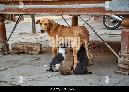 Hund mit Welpen auf der Straße von Bikaner, Rajasthan, Indien Stockfoto