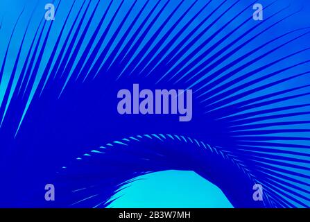 Pop Art abstrakt Royal Blue Palm Tree Leaf auf Aqua Blue Hintergrund Stockfoto