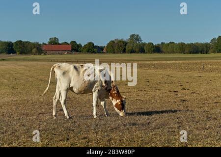 Eine Kuh grast auf trockenem Gras auf einem Feld Stockfoto