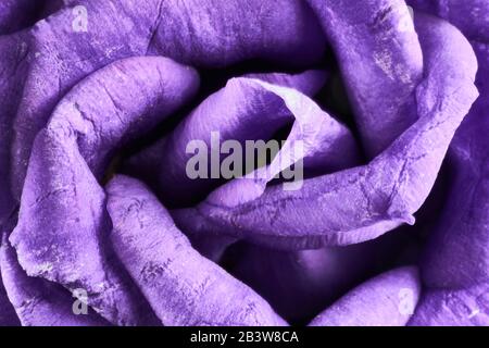 Violette Eustoma-Blumen Nahaufnahme Stockfoto