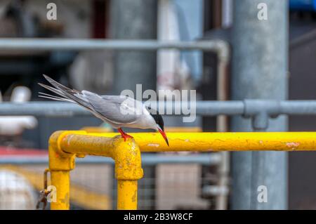 Gemeinsame tern, Sterna hirundo, Angeln im Hafen von Lerwick, Shetland. Stockfoto