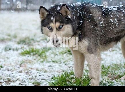 Husky Hund zu Fuß auf der Straße im Schnee. Portrait von Husky Hunde. Stockfoto