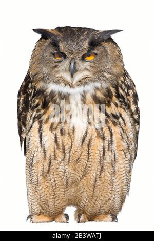 Eule Napping isoliert auf weißem Hintergrund ( Bubo Bubo ) Stockfoto