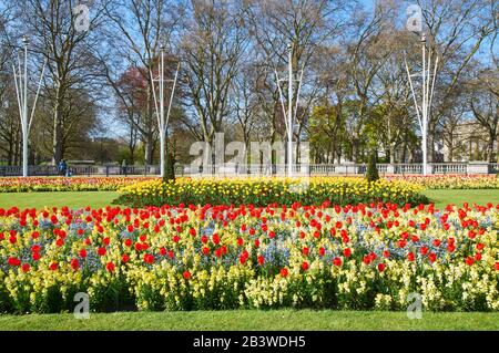 Blumenbeete mit Tulpen in der Nähe des Buckingham Palace, am Rande des Green Park, London UK, im Frühjahr Stockfoto