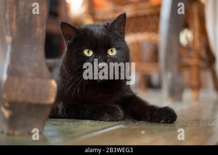 Junge schwarze bombay-katze mit gelben Augen auf dem Boden im Inneren des Hauses. Stockfoto