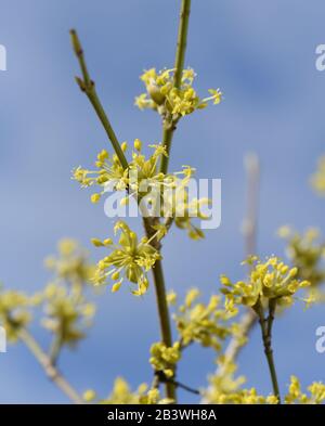 Kornelkirsche, Cornus mas, ist Busch mit gelben Blueten der im Spaeten Winter Bleht. Cornelian Kirsche, Cornus mas, ist ein Busch mit gelben Blumen, die Stockfoto