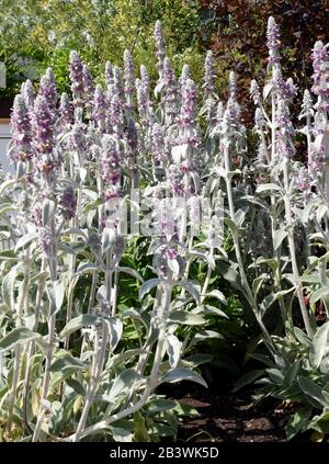 Wollziest, Stachys byzantina, auch Eselsohr genannt, ist eine schoene Heil- und Gartenflanze. Das, Stachys byzantina, auch Eselsohr genannt, ist ein B. Stockfoto