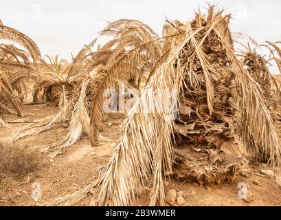 Tote Palmen auf Gran Canaria, Kanarischen Inseln, Spanien Stockfoto