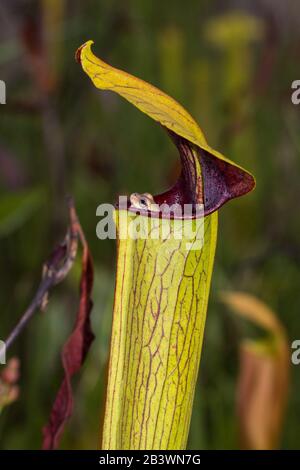 Baumfrosch (Hyla sp.) Blick aus einem Krug der fleischfressenden Pflanze Sarracenia alata in Mississippi, USA Stockfoto