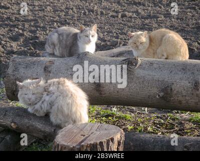 Streunende Katzen sitzen auf einem geschnittenen Baum. Stockfoto