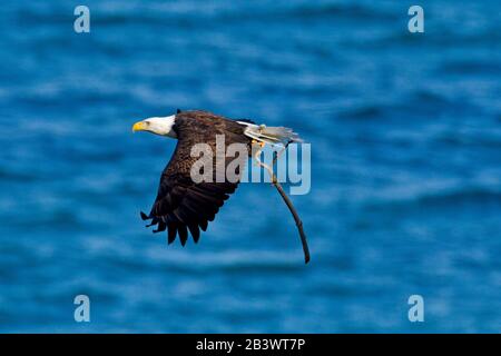 Glatzenadler (Haliaetus leucocephalus) im Flug, der einen abgebrochenen Baumzweig trägt, um sein Nest entlang der Küste bei Nanaimo, Vancouver Is, zu Linie zu bringen. BC, Kanada Stockfoto